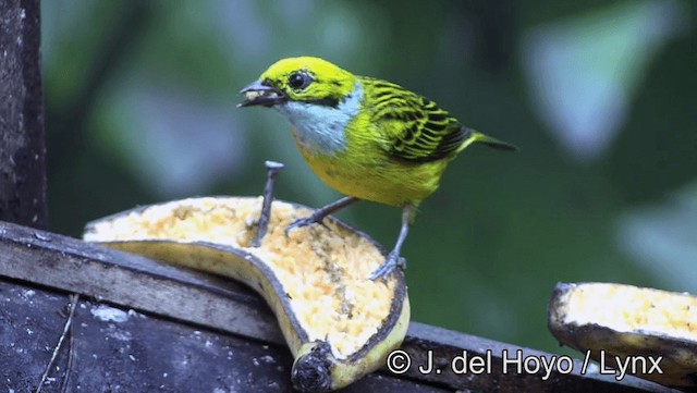Silver-throated Tanager - ML201196431