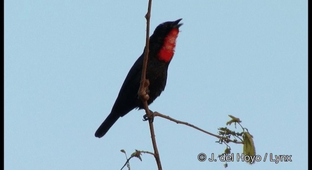 Scarlet-throated Tanager - ML201196721