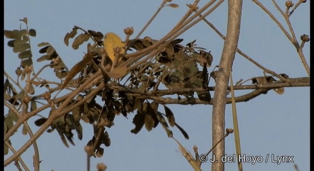  - Gray-eyed Greenlet
