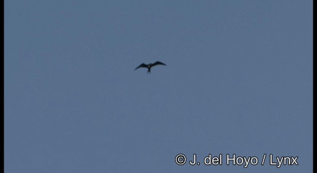 Lesser Frigatebird (Lesser) - ML201196801