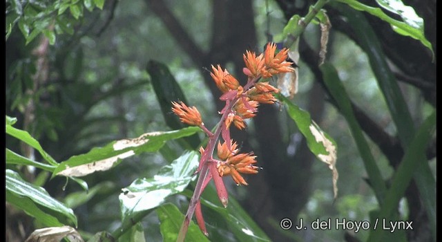 kolibřík pralesní - ML201196971