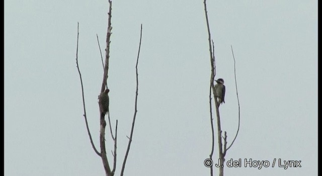 Green-barred Woodpecker (Golden-breasted) - ML201197071