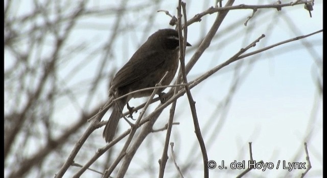 Black-and-rufous Warbling Finch - ML201197181