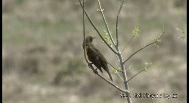 Brown-and-yellow Marshbird - ML201197201