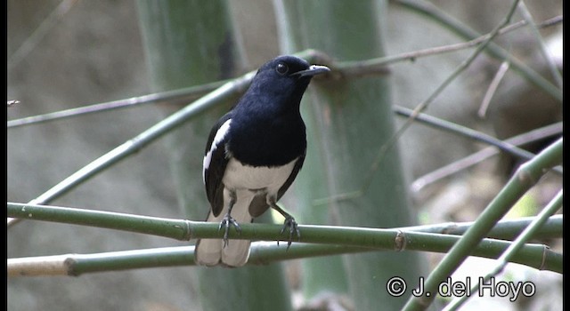 Oriental Magpie-Robin (Oriental) - ML201197271