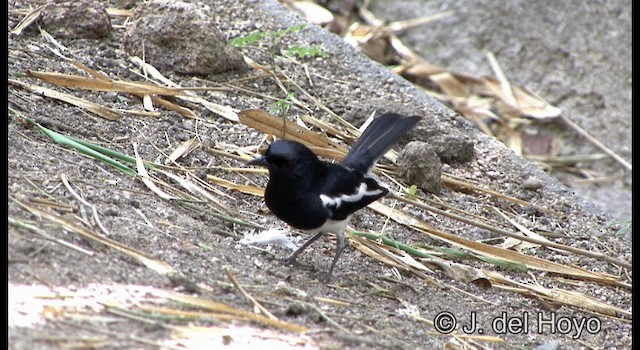 Oriental Magpie-Robin (Oriental) - ML201197281