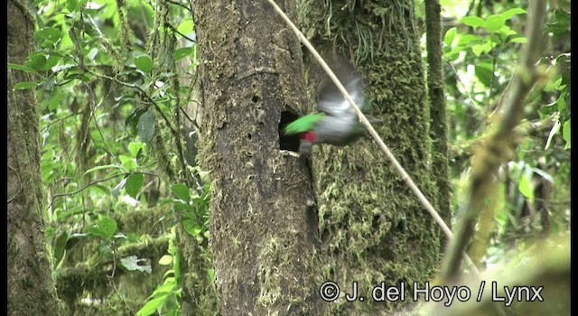 Quetzal resplendissant (mocinno) - ML201197311