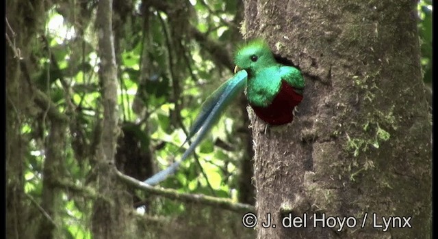 Quetzal resplendissant (mocinno) - ML201197321