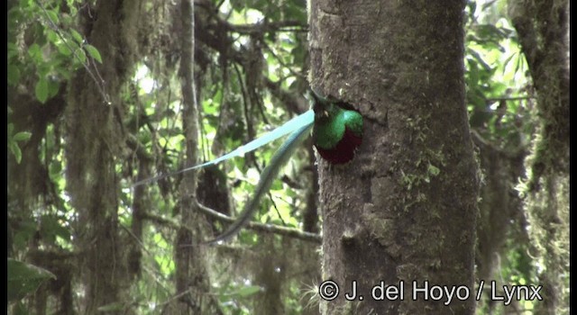 Resplendent Quetzal (Guatemalan) - ML201197331