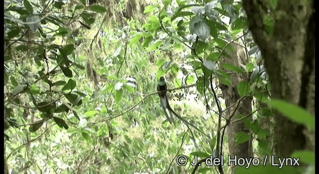 Resplendent Quetzal (Guatemalan) - ML201197341