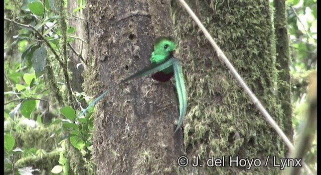 Quetzal resplendissant (mocinno) - ML201197351