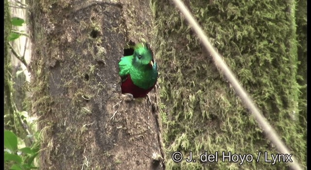 Resplendent Quetzal (Guatemalan) - ML201197361