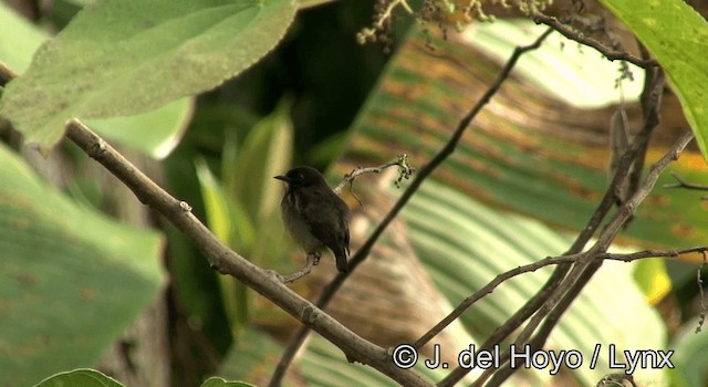Gray-sided Flowerpecker (Gray-sided) - ML201197761