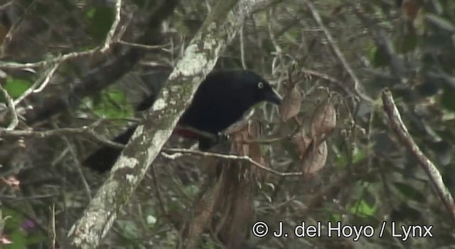 Red-bellied Grackle - ML201197951