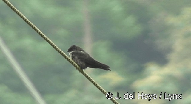 White-thighed Swallow - ML201198001