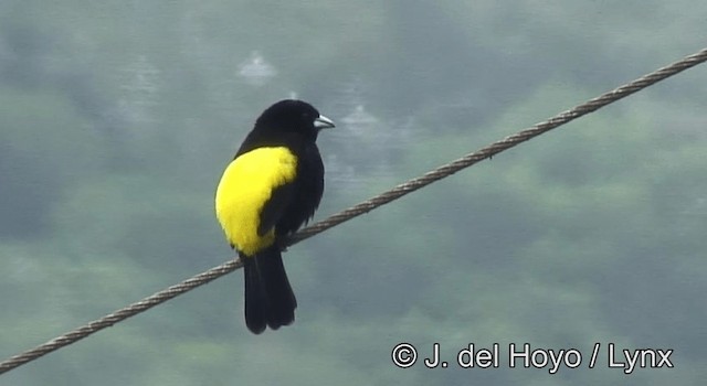 Flame-rumped Tanager (Lemon-rumped) - ML201198041