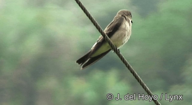 Southern Rough-winged Swallow - ML201198111