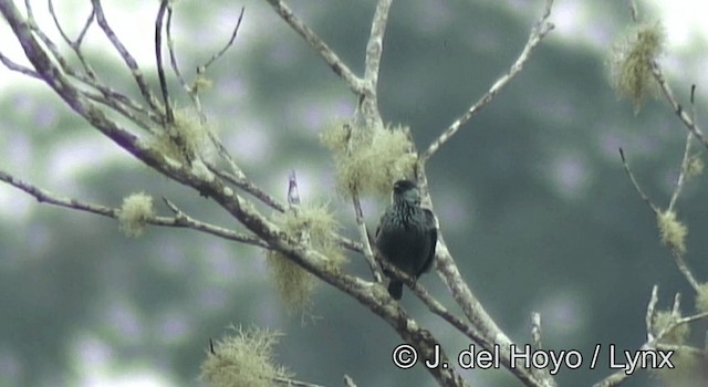 Black-capped Tanager - ML201198131