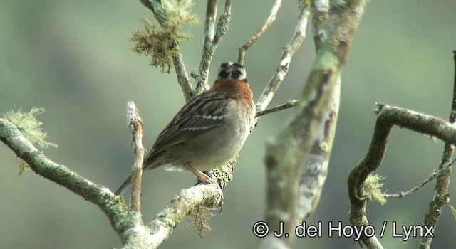 Rufous-collared Sparrow (Rufous-collared) - ML201198251
