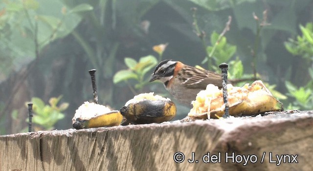 Rufous-collared Sparrow (Rufous-collared) - ML201198261