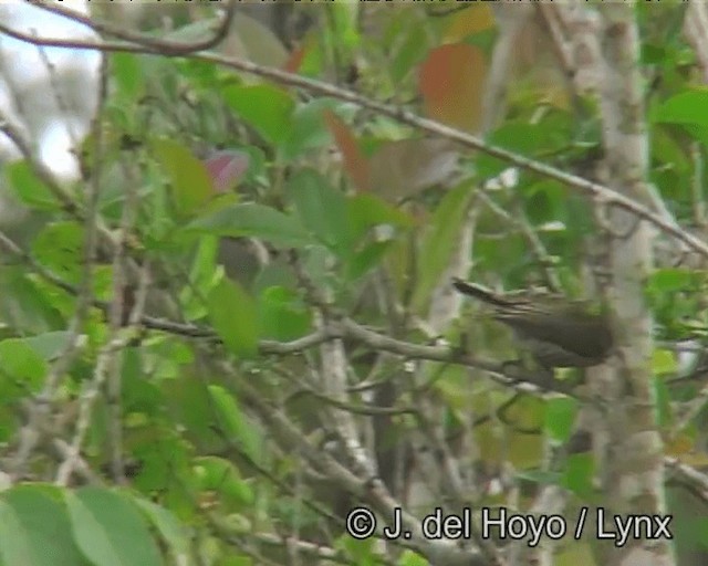 White-wedged Piculet - ML201198271