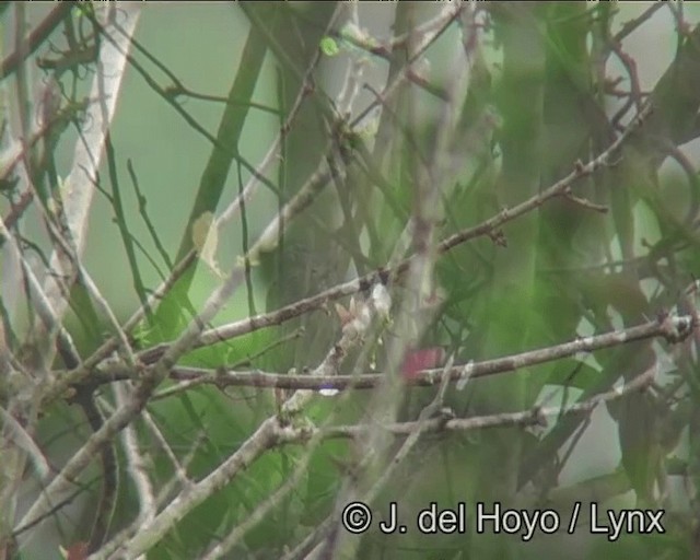 White-wedged Piculet - ML201198281