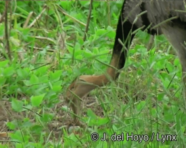 An updated checklist of the birds of Rio Grande do Norte, Brazil, with  comments on new, rare, and unconfirmed species