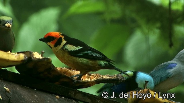 Flame-faced Tanager (Yellow-faced) - ML201198321