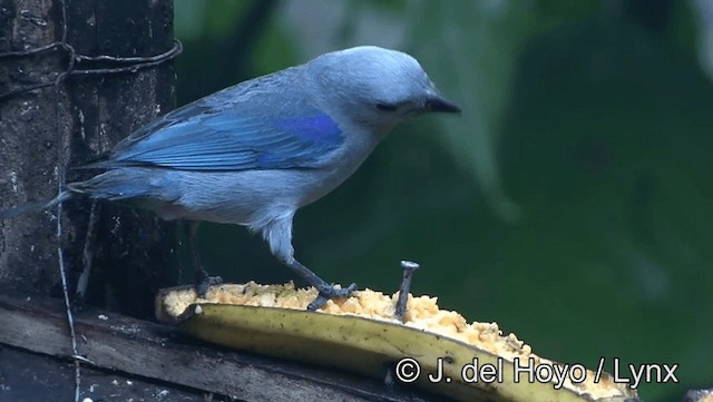Blue-gray Tanager (Blue-gray) - ML201198331