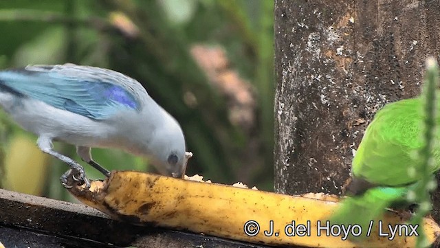 Blue-gray Tanager (Blue-gray) - ML201198341