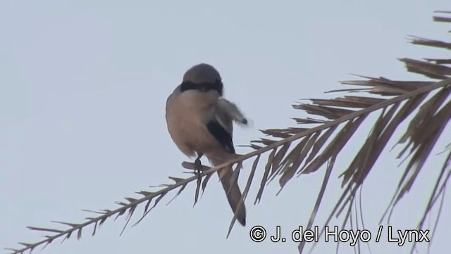 Great Gray Shrike (Sahara) - ML201198551