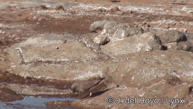 Толстоклювый пустынный вьюрок - ML201198701