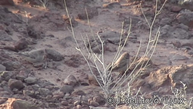 Толстоклювый пустынный вьюрок - ML201198721