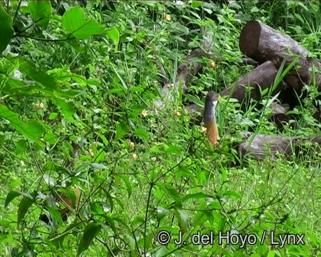 Gri Boyunlu Orman Kılavuzu (cajaneus) - ML201198761