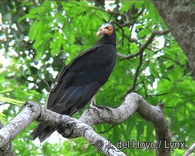 Lesser Yellow-headed Vulture - ML201198841