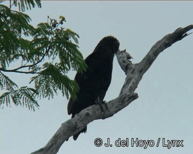 Lesser Yellow-headed Vulture - ML201198851