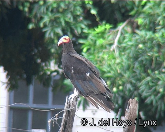 Lesser Yellow-headed Vulture - ML201198861