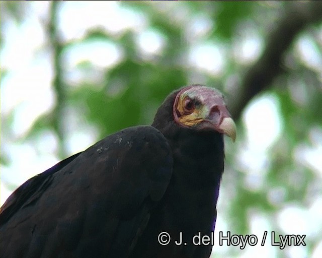 Lesser Yellow-headed Vulture - ML201198871