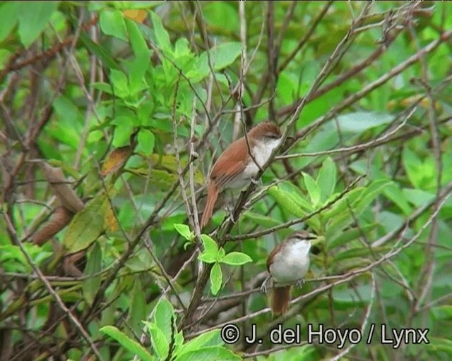 Yellow-chinned Spinetail - ML201198901