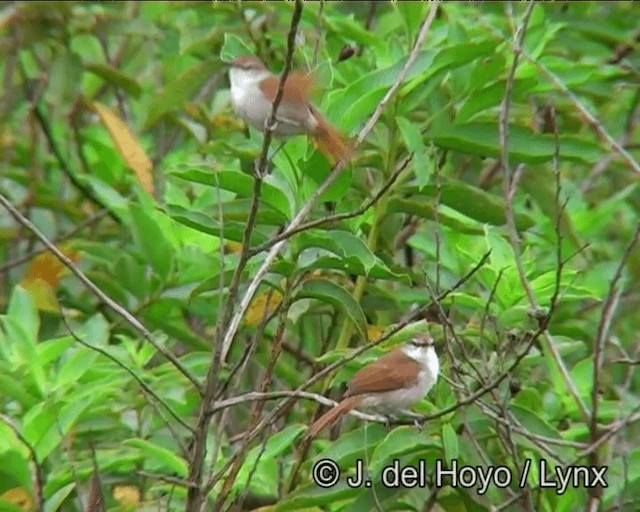 Yellow-chinned Spinetail - ML201198911