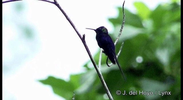 kolibřík pralesní - ML201198981