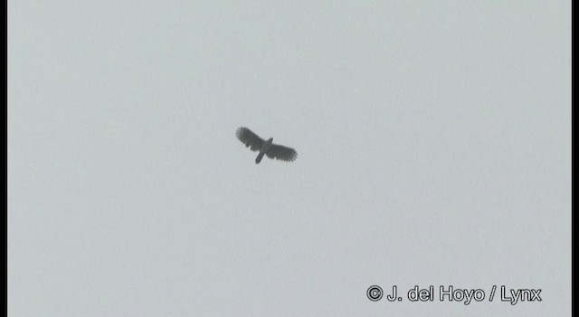 Gray-headed Kite - ML201199001