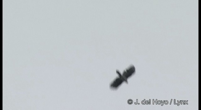 Gray-headed Kite - ML201199011
