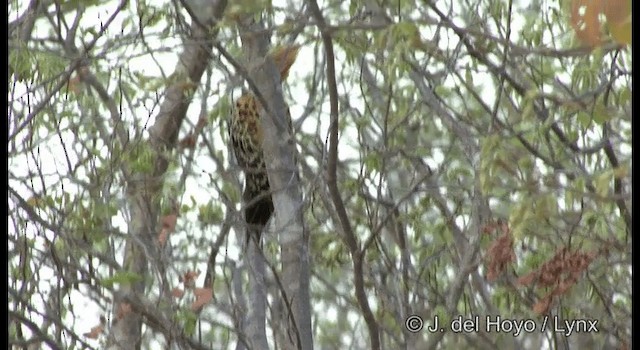 Ochre-backed Woodpecker - ML201199101