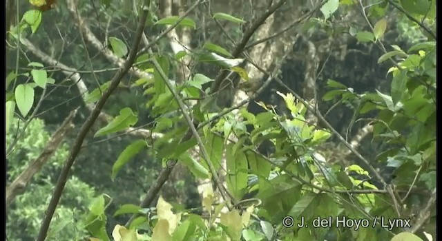 Gouldnektarvogel (annamensis) - ML201199181