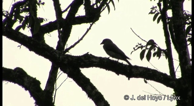 花翅山椒鳥(nipalensis群) - ML201199391
