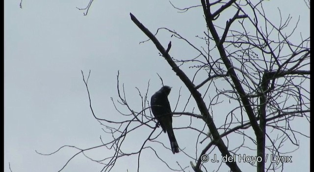 Black-winged Cuckooshrike - ML201199401