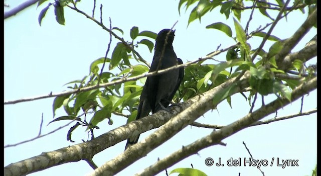 Black-winged Cuckooshrike - ML201199411