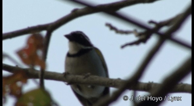 Pectoral Sparrow (Pectoral) - ML201199591