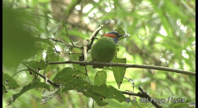 Red-necked Tanager - ML201199811